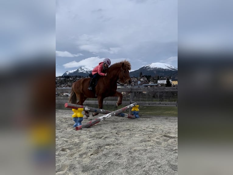 Pony Islandese Giumenta 17 Anni 138 cm Sauro in Mariapfarr