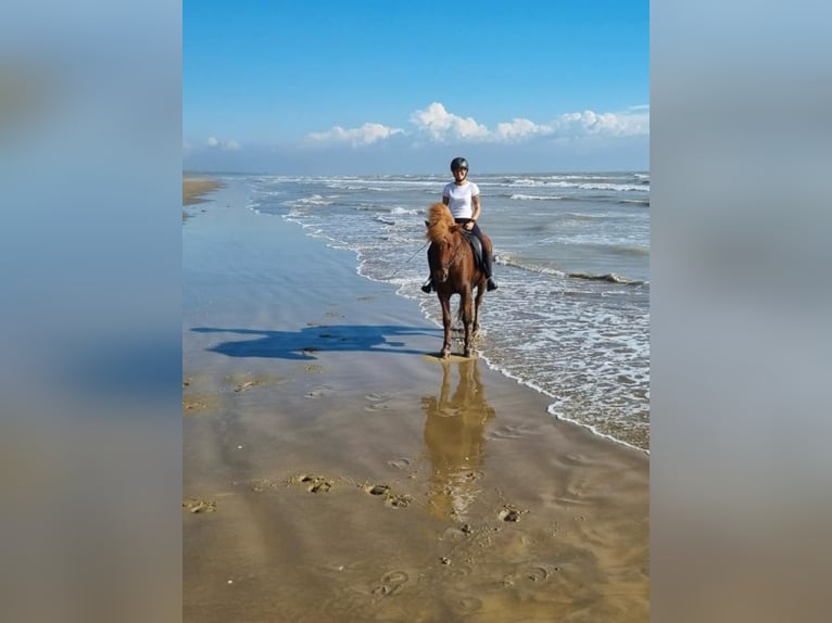 Pony Islandese Giumenta 17 Anni 138 cm Sauro in Mariapfarr