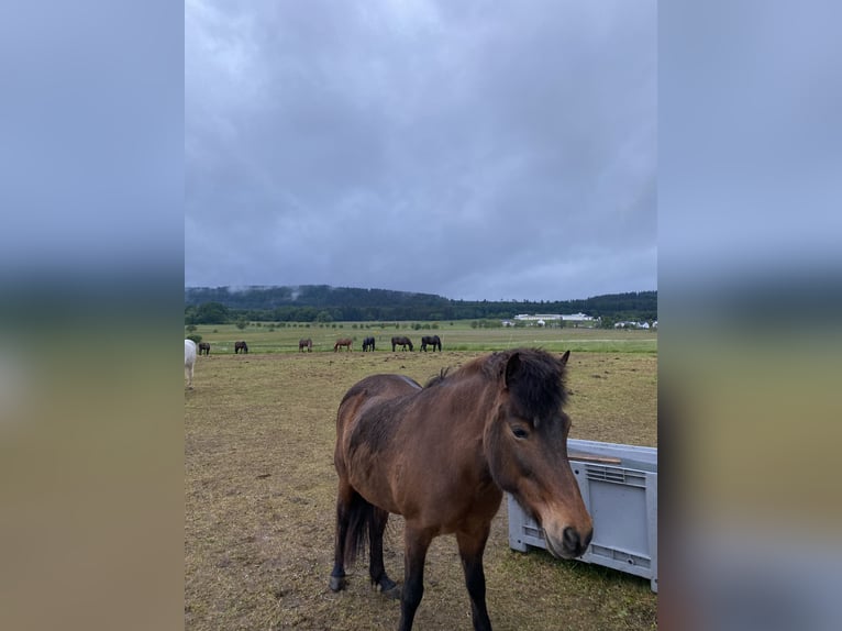 Pony Islandese Giumenta 17 Anni 140 cm Baio in Eutingen im GäuEutingen
