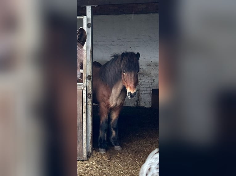 Pony Islandese Giumenta 17 Anni 140 cm Baio in Lengerich