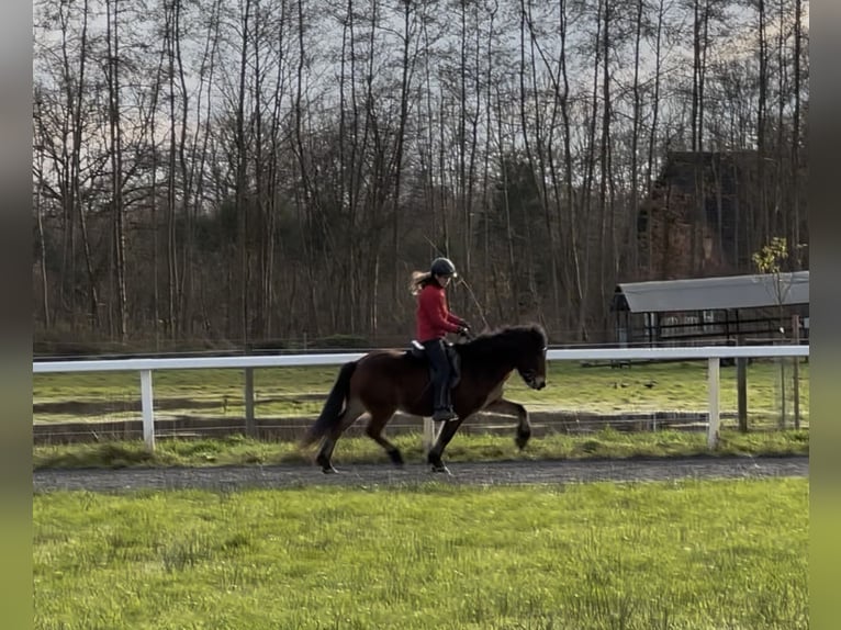 Pony Islandese Giumenta 17 Anni 140 cm Baio in Lengerich