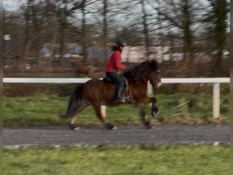 Pony Islandese Giumenta 17 Anni 140 cm Baio in Lengerich