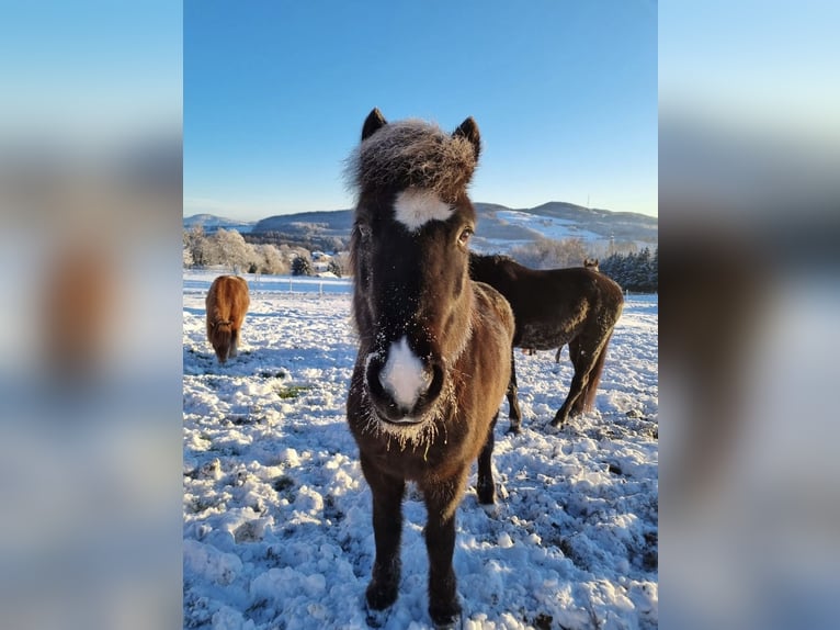 Pony Islandese Giumenta 17 Anni 140 cm Morello in Bad Reichenhall
