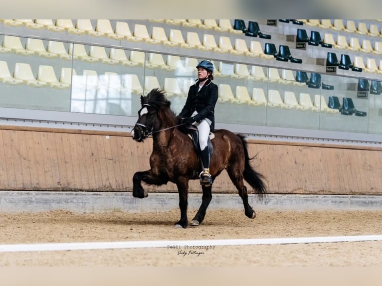 Pony Islandese Giumenta 17 Anni 140 cm Morello in Bad Reichenhall