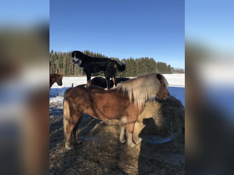 Pony Islandese Giumenta 17 Anni 141 cm Sauro in Niederrieden