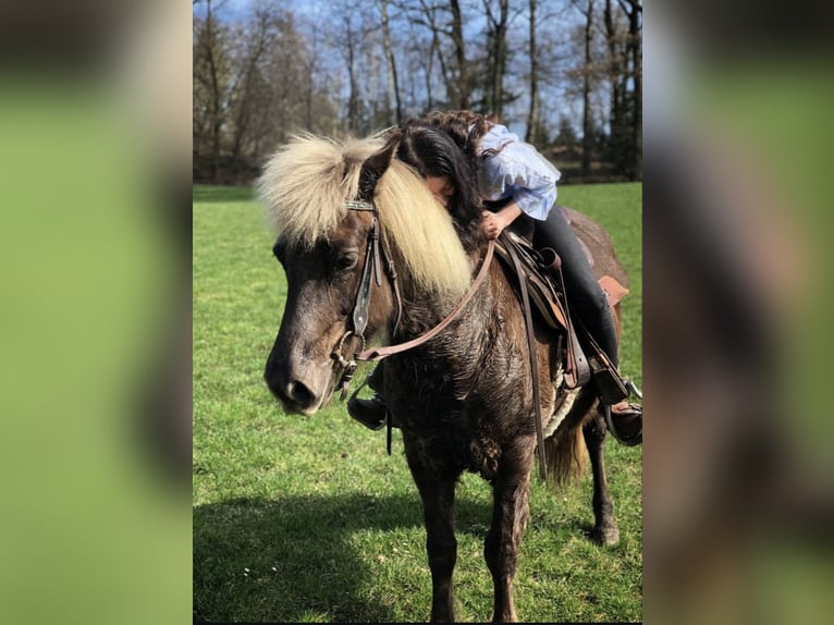 Pony Islandese Giumenta 17 Anni 143 cm  in Owingen