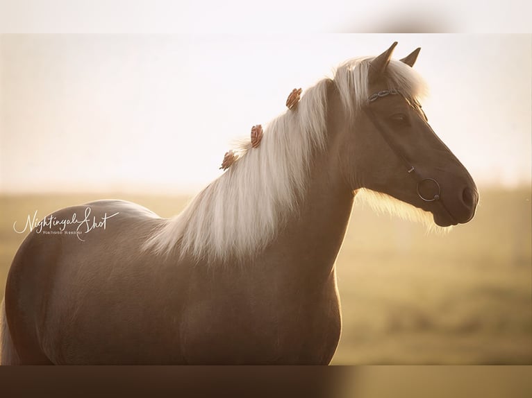 Pony Islandese Giumenta 17 Anni 143 cm  in Owingen