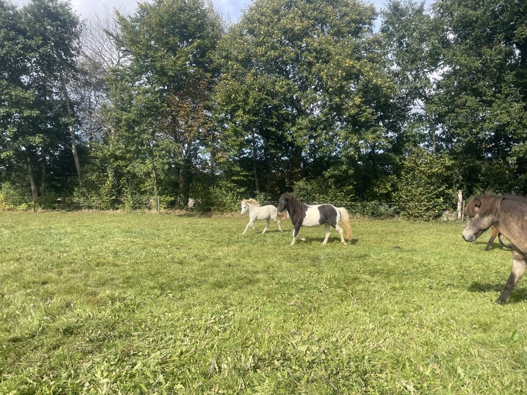 Pony Islandese Giumenta 17 Anni 145 cm Pezzato in Anderlingen