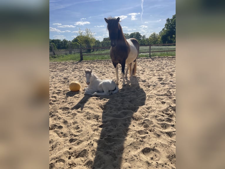 Pony Islandese Giumenta 17 Anni 145 cm Pezzato in Anderlingen