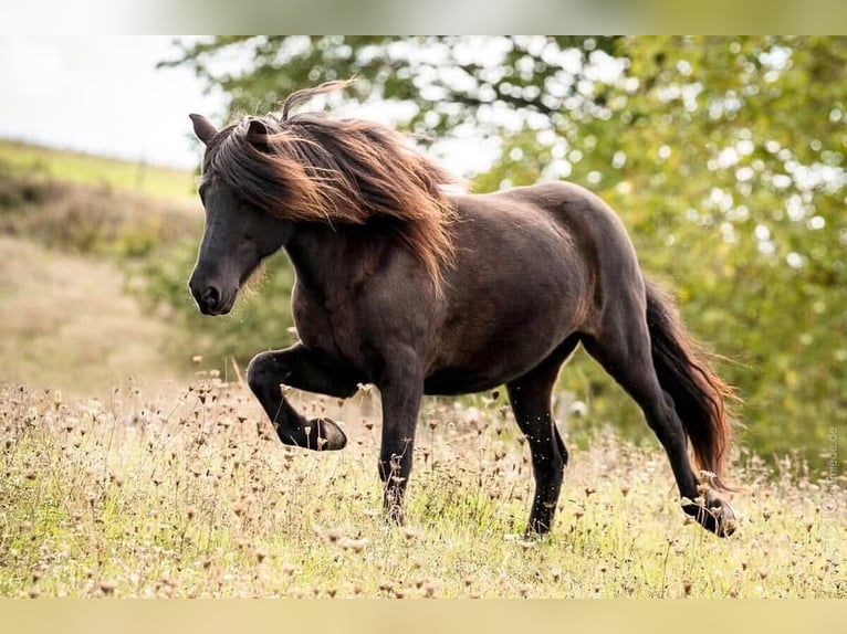 Pony Islandese Giumenta 18 Anni 134 cm Morello in Sippersfeld