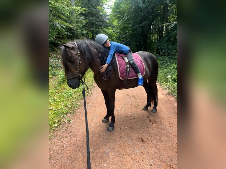 Pony Islandese Giumenta 18 Anni 134 cm Morello in Sippersfeld