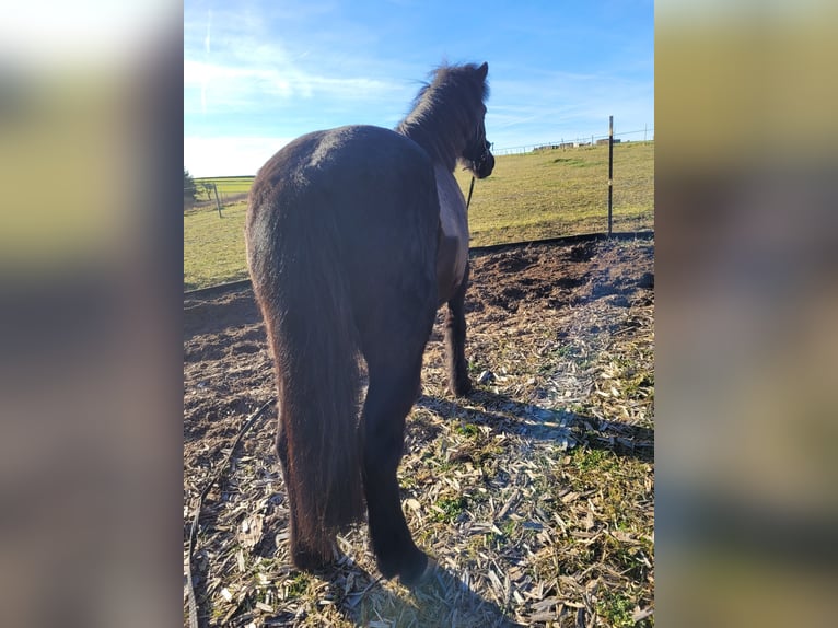 Pony Islandese Giumenta 18 Anni 135 cm Morello in Eltmann