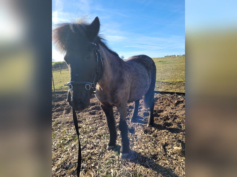 Pony Islandese Giumenta 18 Anni 135 cm Morello in Eltmann
