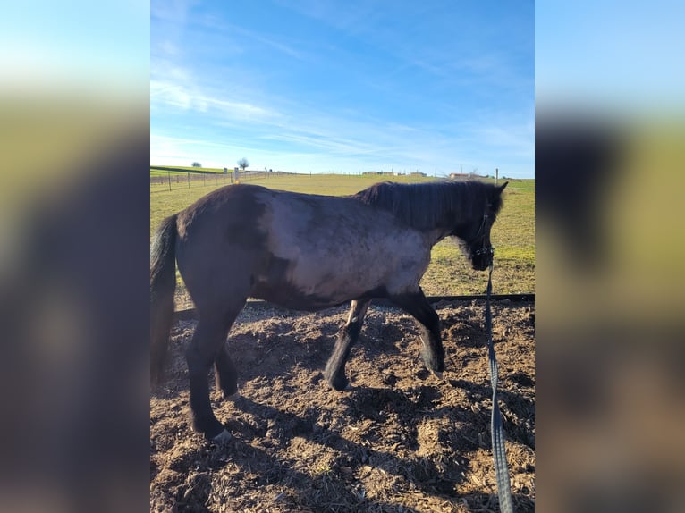 Pony Islandese Giumenta 18 Anni 135 cm Morello in Eltmann