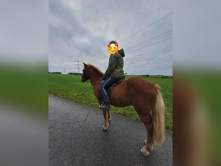 Pony Islandese Giumenta 18 Anni 137 cm Sauro in Meschede