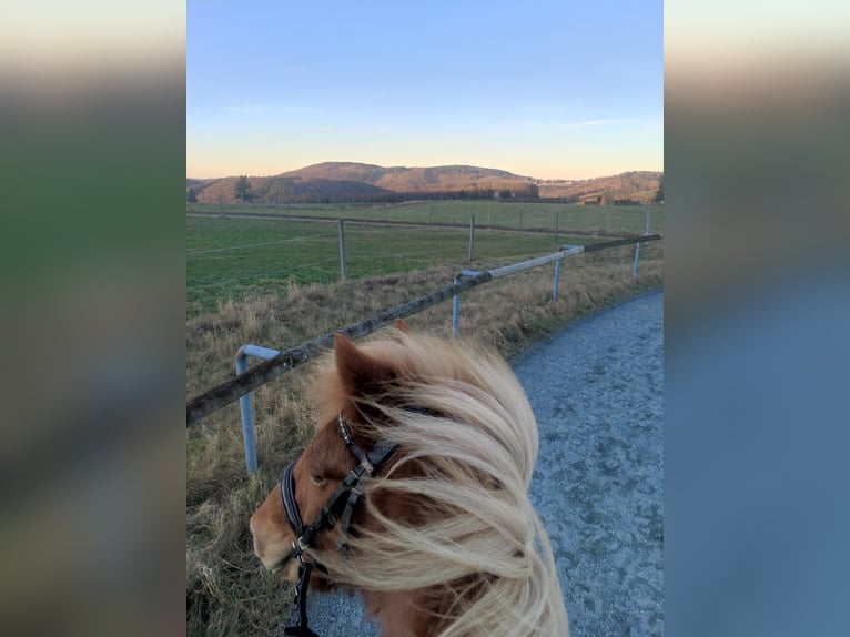 Pony Islandese Giumenta 18 Anni 137 cm Sauro in Meschede