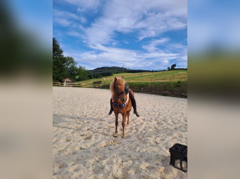 Pony Islandese Giumenta 18 Anni 137 cm Sauro in Meschede