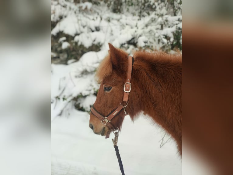 Pony Islandese Giumenta 18 Anni 137 cm Sauro in Meschede