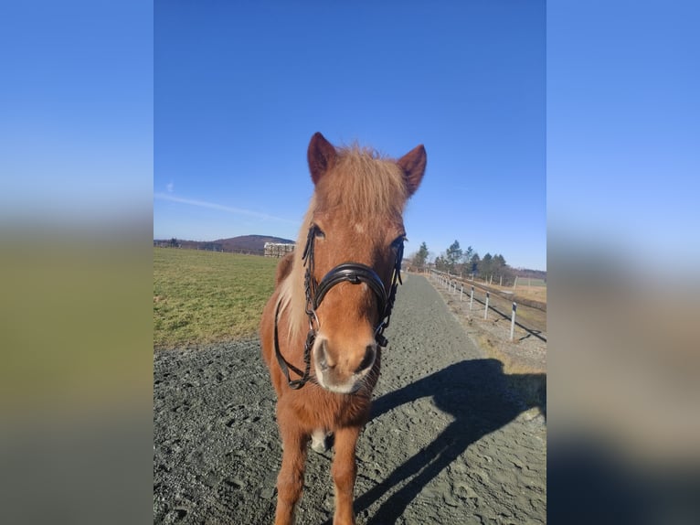 Pony Islandese Giumenta 18 Anni 137 cm Sauro in Meschede
