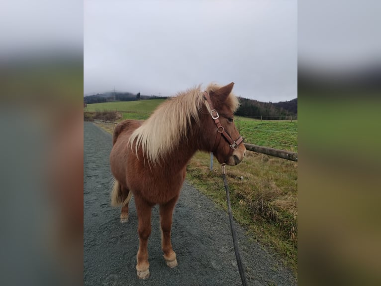 Pony Islandese Giumenta 18 Anni 137 cm Sauro in Meschede