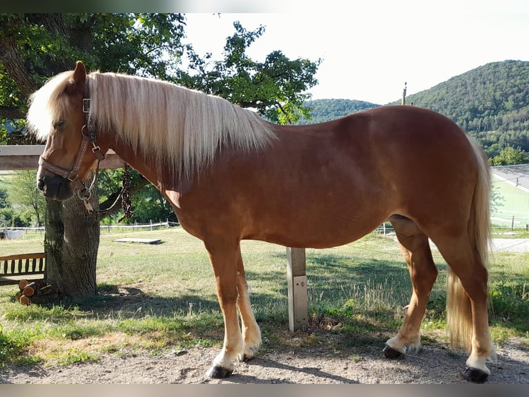 Pony Islandese Giumenta 18 Anni 138 cm Sauro in Alland