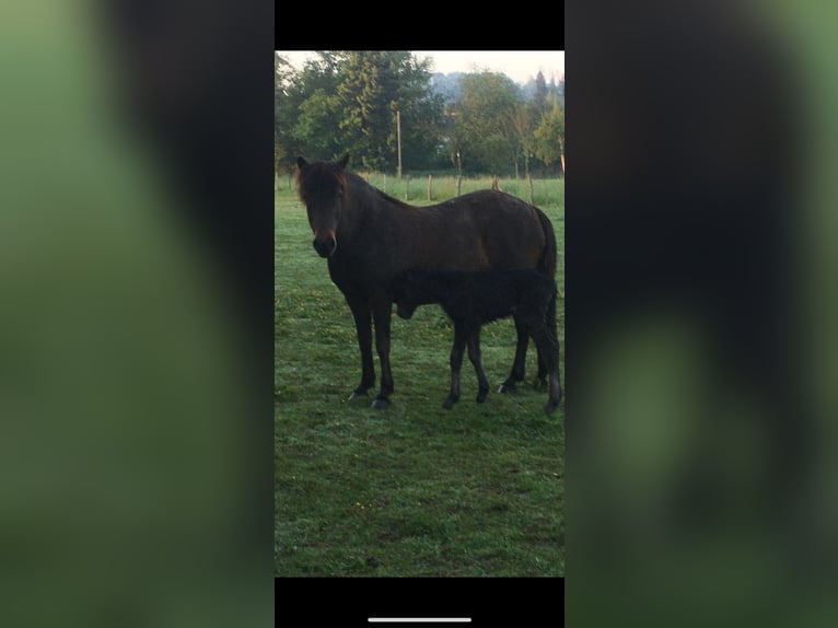 Pony Islandese Giumenta 18 Anni 139 cm Baio in Hennef