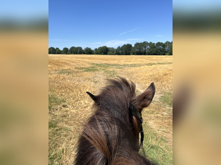 Pony Islandese Giumenta 18 Anni 140 cm Baio in Iserlohn