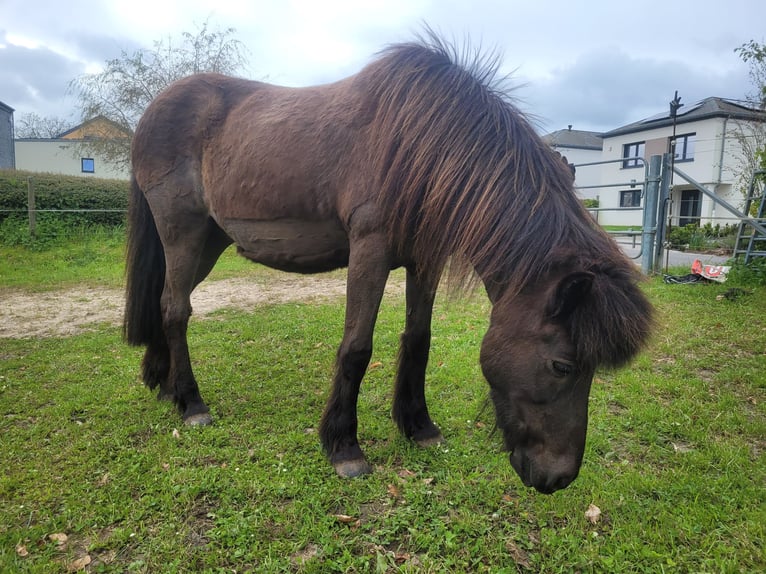 Pony Islandese Giumenta 18 Anni 140 cm Baio scuro in Colmar-Berg