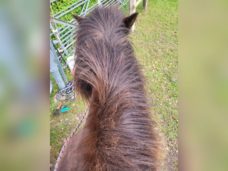 Pony Islandese Giumenta 18 Anni 140 cm Baio scuro in Colmar-Berg