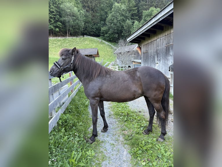 Pony Islandese Giumenta 18 Anni 140 cm Morello in Zams