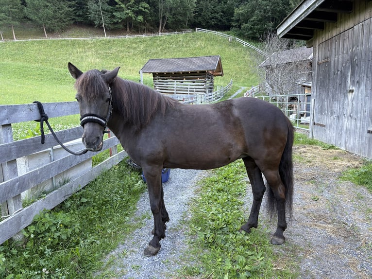 Pony Islandese Giumenta 18 Anni 140 cm Morello in Zams