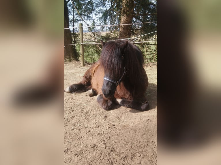 Pony Islandese Giumenta 18 Anni 142 cm Morello in Holzgünz