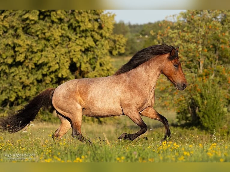 Pony Islandese Giumenta 18 Anni 143 cm Roano rosso in Lipowo