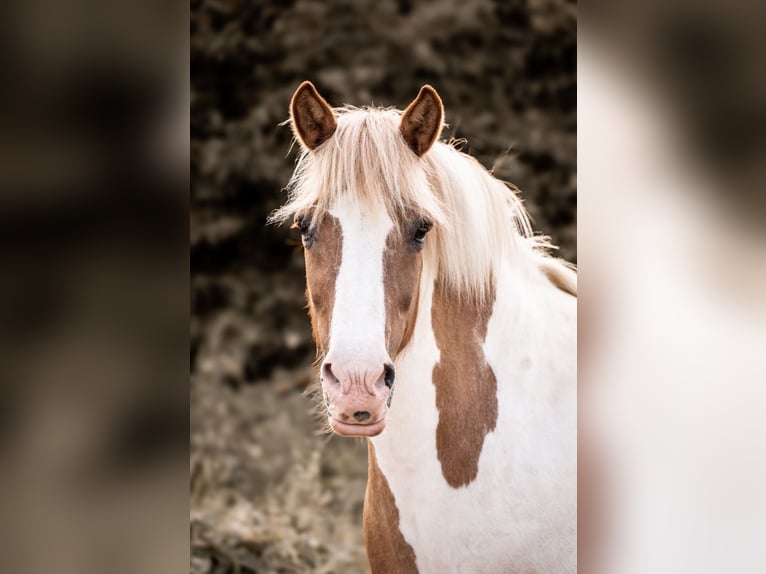 Pony Islandese Giumenta 18 Anni 145 cm Pezzato in Zerf