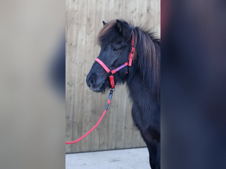 Pony Islandese Giumenta 18 Anni Morello in Straßwalchen