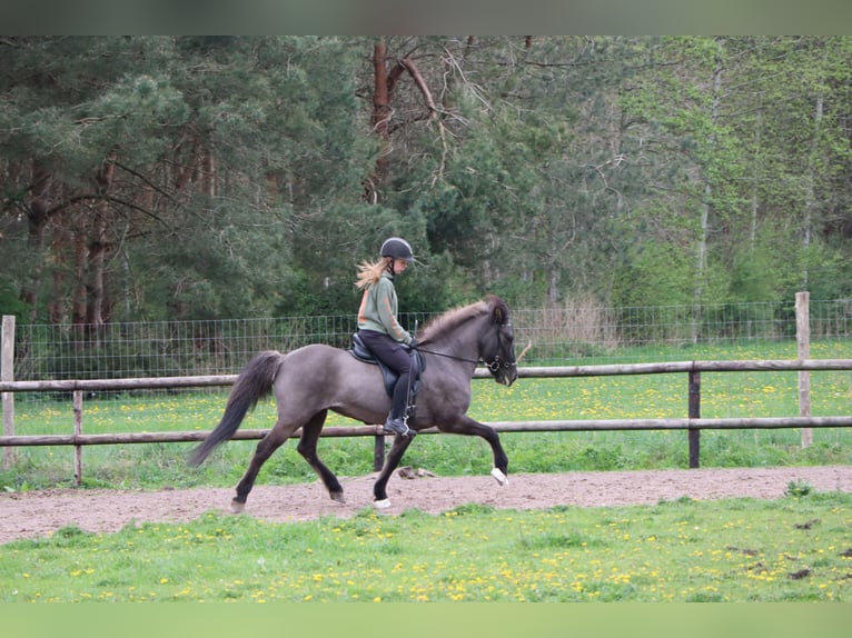 Pony Islandese Giumenta 19 Anni 135 cm Morello in Eagum