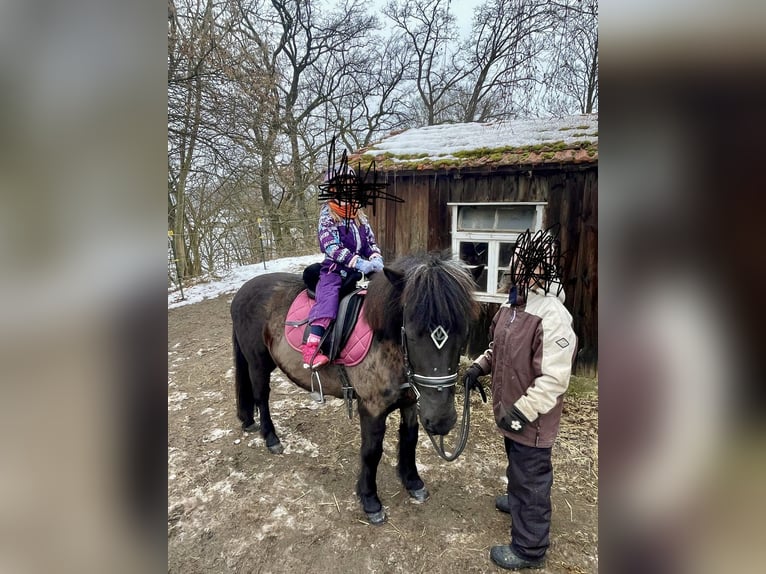 Pony Islandese Giumenta 19 Anni 135 cm Morello in Mainleus
