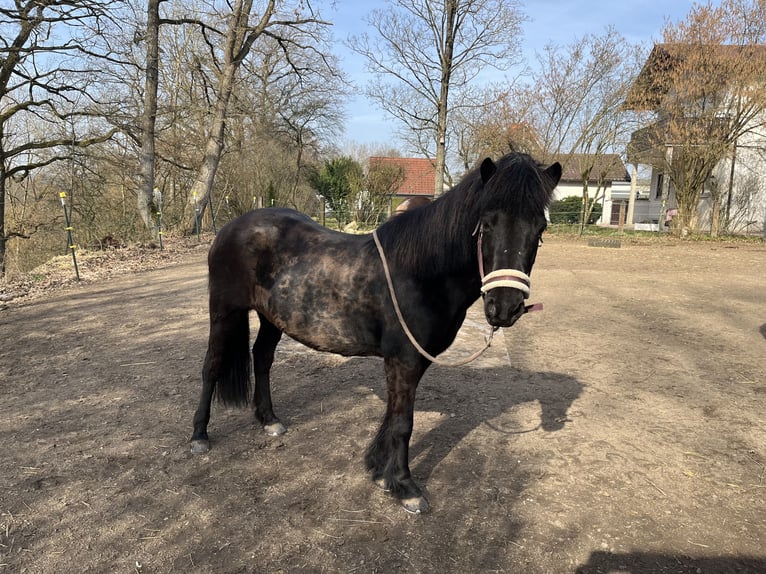 Pony Islandese Giumenta 19 Anni 135 cm Morello in Mainleus