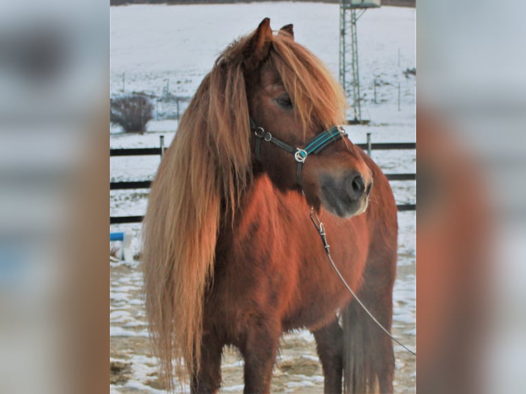 Pony Islandese Giumenta 19 Anni 136 cm Sauro in Friesenhagen