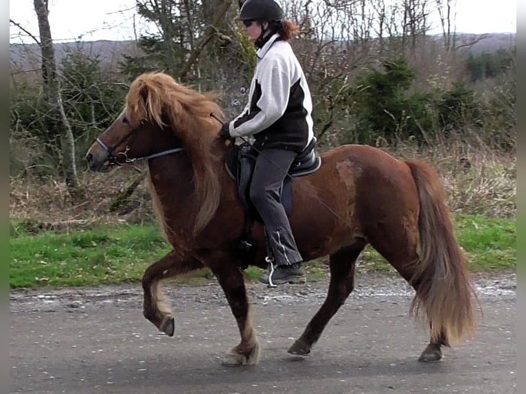 Pony Islandese Giumenta 19 Anni 136 cm Sauro in Friesenhagen