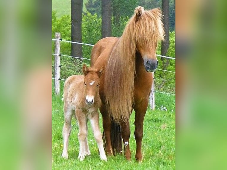 Pony Islandese Giumenta 19 Anni 136 cm Sauro in Friesenhagen