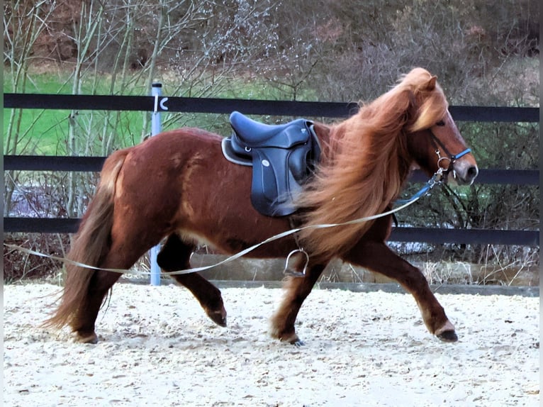 Pony Islandese Giumenta 19 Anni 136 cm Sauro in Friesenhagen