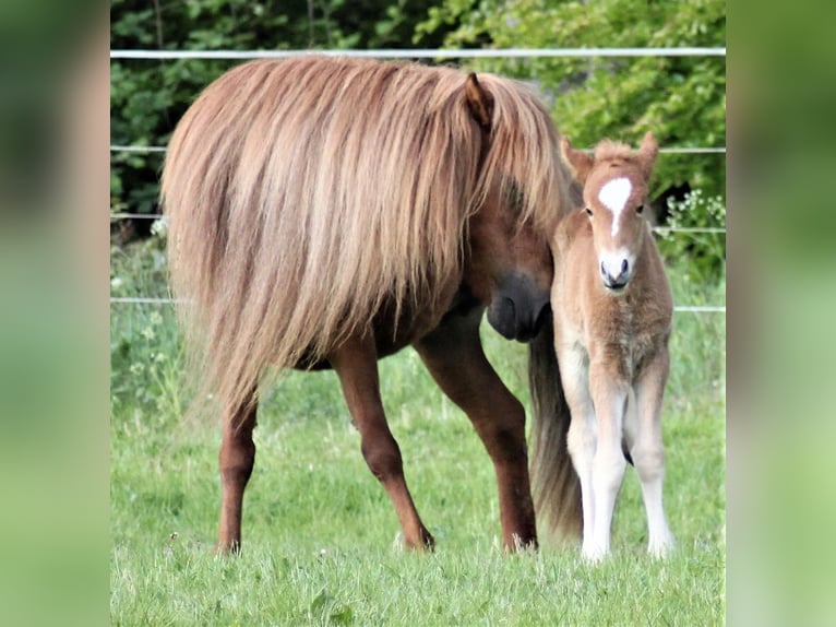 Pony Islandese Giumenta 19 Anni 136 cm Sauro in Friesenhagen