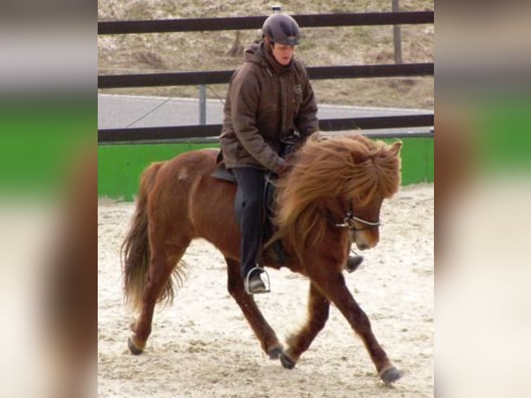 Pony Islandese Giumenta 19 Anni 136 cm Sauro in Friesenhagen