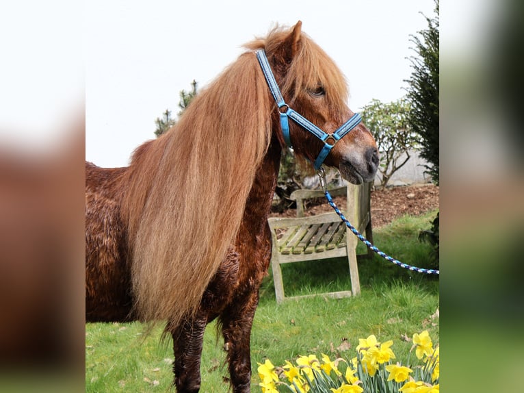 Pony Islandese Giumenta 19 Anni 136 cm Sauro in Friesenhagen