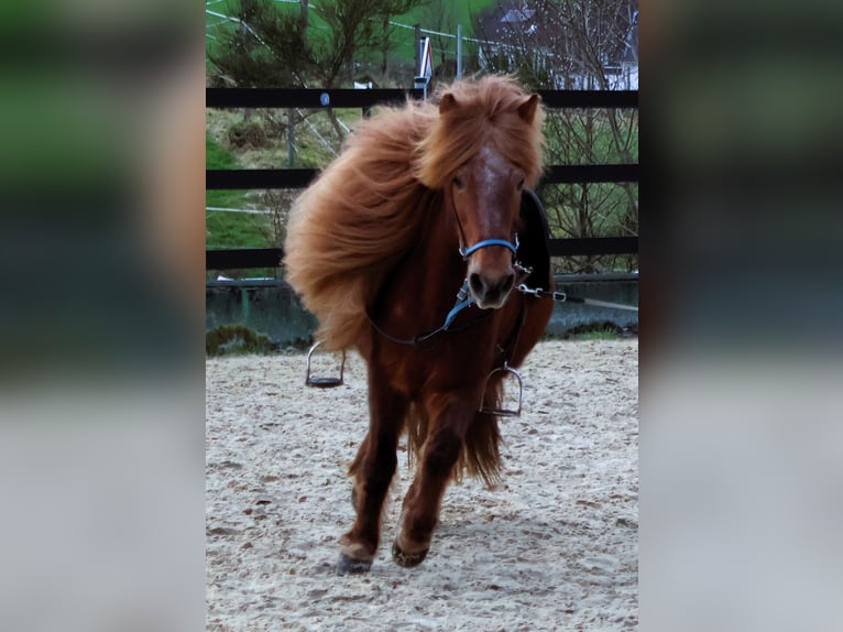 Pony Islandese Giumenta 19 Anni 136 cm Sauro in Friesenhagen