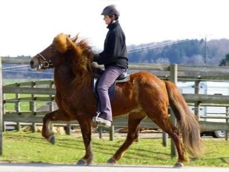 Pony Islandese Giumenta 19 Anni 136 cm Sauro in Friesenhagen