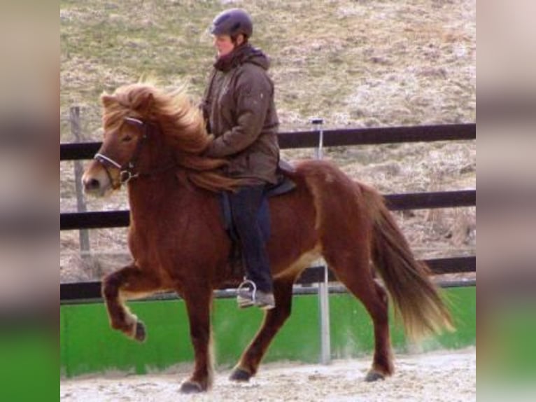 Pony Islandese Giumenta 19 Anni 136 cm Sauro in Friesenhagen