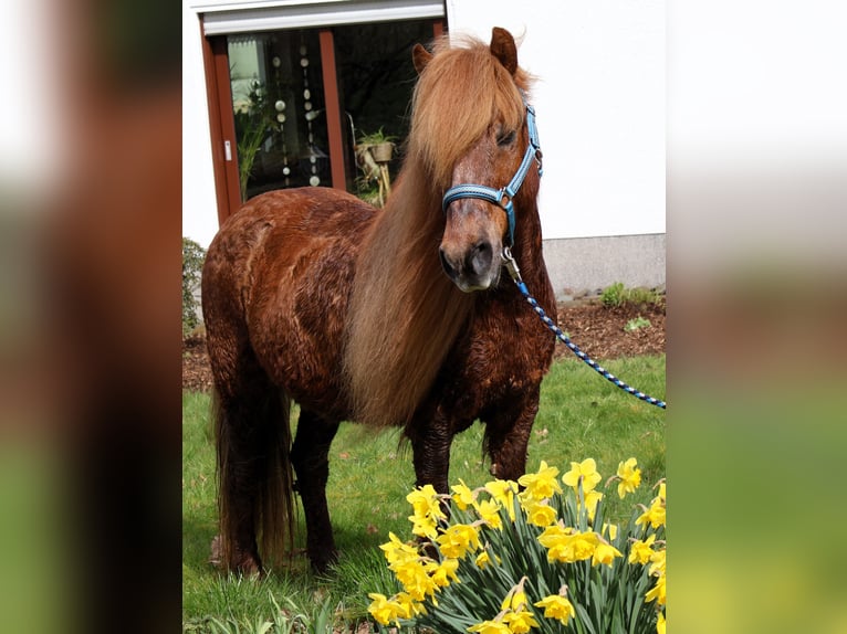 Pony Islandese Giumenta 19 Anni 136 cm Sauro in Friesenhagen