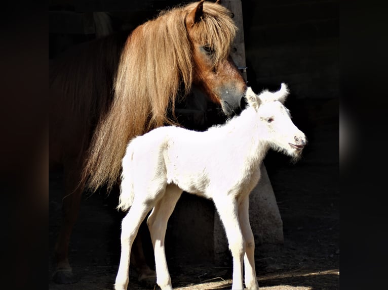 Pony Islandese Giumenta 19 Anni 136 cm Sauro in Friesenhagen